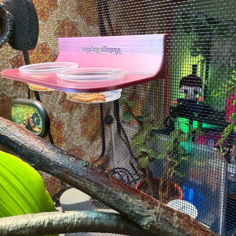 Magnetic Reptile Feeder